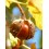 Castanha com 25 cm de diâmetro