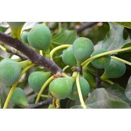 Almendro largueta
