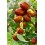Jujuba (pote 25 cm ø)