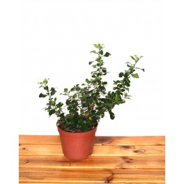 Pittosporum heterophyllum variegata (vaso de 19 cm ø)