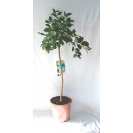 Limoeiro (vaso de 15 cm Ø)