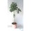 Limero (maceta de 15 cm Ø)