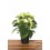 Ponsetia o Flor de Pascua Verde (maceta 14 cm ø)