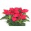 Ponsetia o Flor de Nadal vermella gran