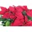 Poinsettia rouge grand