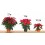 Poinsettia  vermelho tradicional (vaso de 13 cm ø)