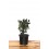 Ilex ou Houx.