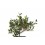 Ilex ou Houx.