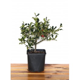 Ilex ou Houx.