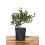 Ilex ou Houx.