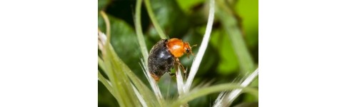 Cochenilles Faunatur