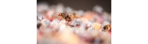 Oruga, gusano, taladros y polillas Faunatur