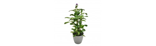 Autres plantes à fleurs