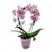 Orchidée