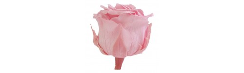 Rosas conservadas