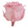 Rosas conservadas