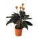 Planta d'interior Halloween