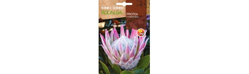 Llavor protea