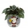 Mini planta de Navidad