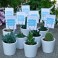 Cactus i crassa per a regalar