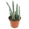 Stapelia
