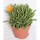 Autres plantes succulentes