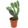 Opuntia (cactus Mickey Mouse)