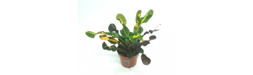 Croton