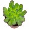 Aeonium