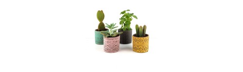 Plantes per a celebracions