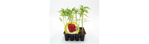 Plante de poivrons doux
