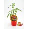 Planter de pebrots picants