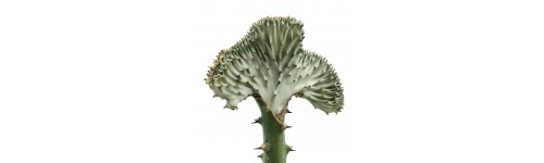 Cactus greffés