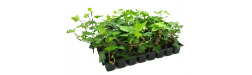 Planta ornamental en semiller