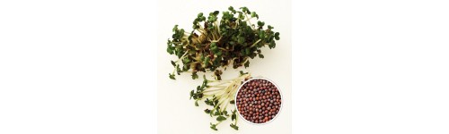 Microgreens professional