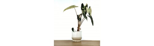 Plantas únicas