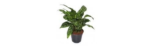 Aglaonema