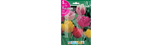 Bulbes de tulipe