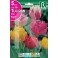 Bulbos de tulipa