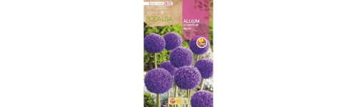Bulbes d'allium