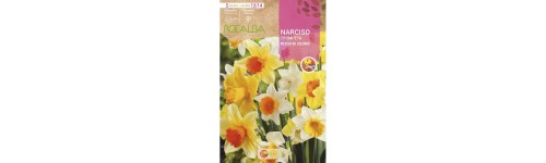 Bulbs de narcís