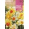 Bulbs de narcís