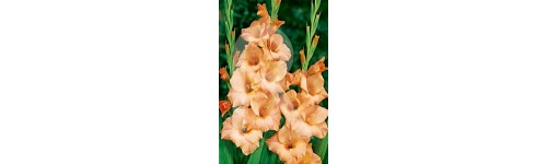 Bulbs de gladiol