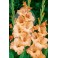 Bulbs de gladiol