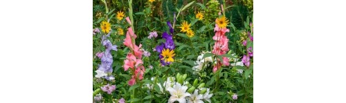 Packs de bulbos de primavera