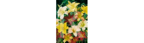 Autres bulbes de printemps