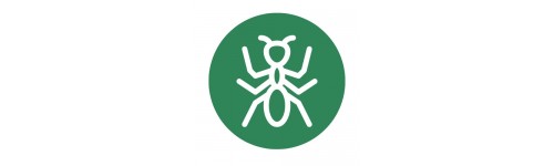 Hormiga, escarabajo y otros rastreros