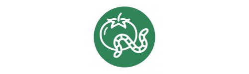 Tuta del tomate