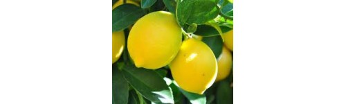 Cítricos