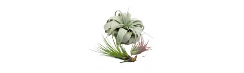 Tillandsia o plantas del aire